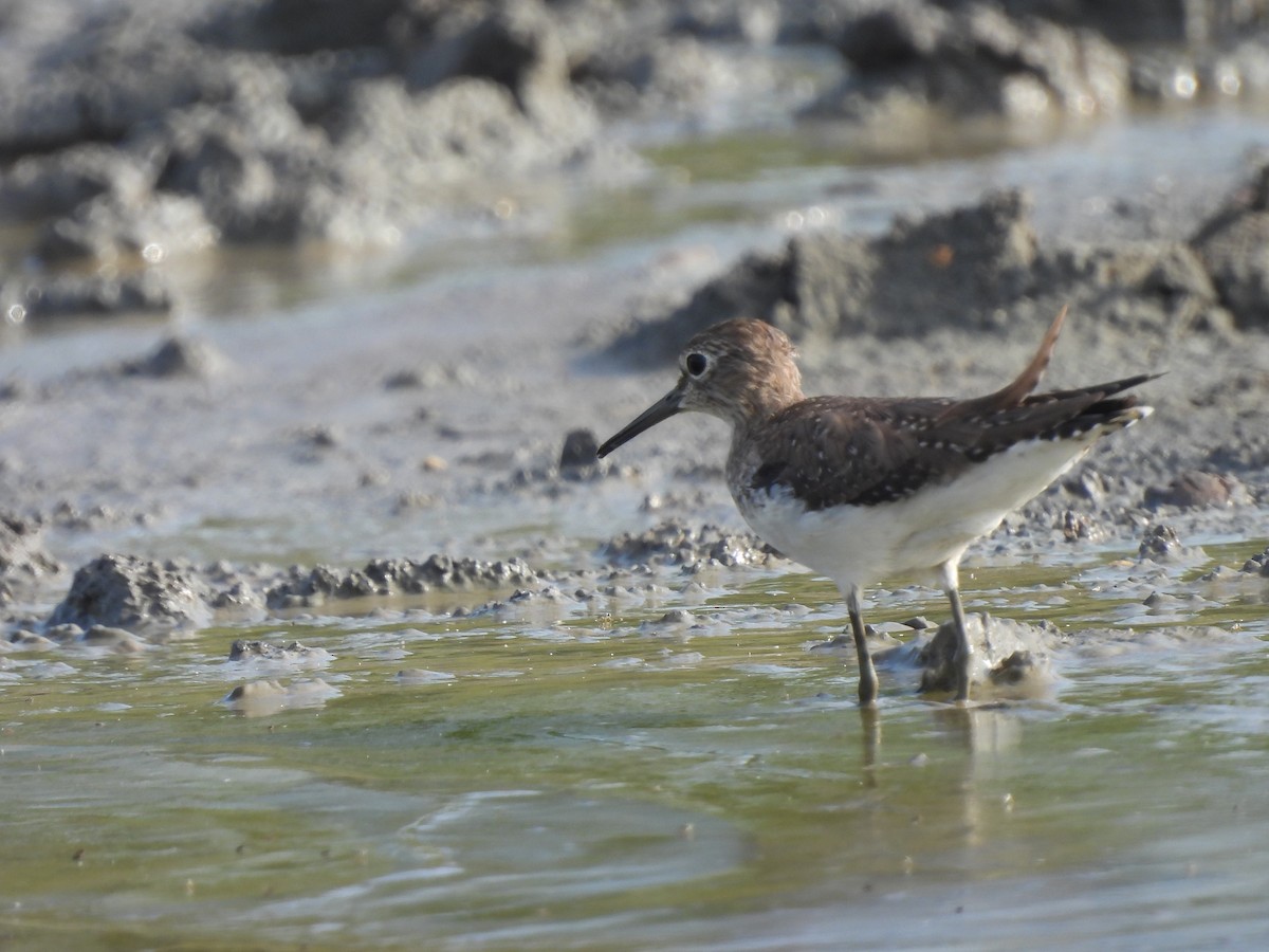 Solitary Sandpiper - ML611727603