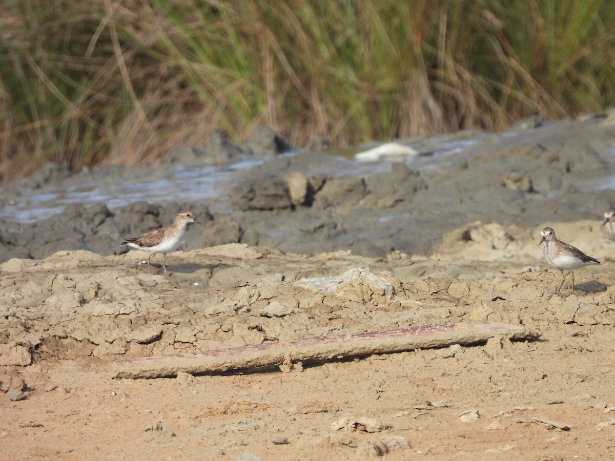 Least Sandpiper - ML611727629