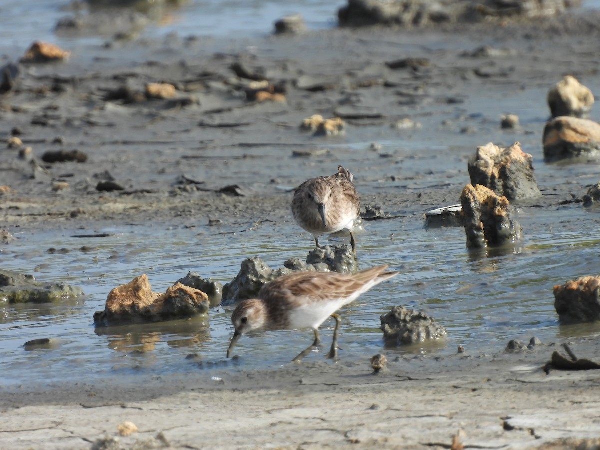 Least Sandpiper - ML611727637