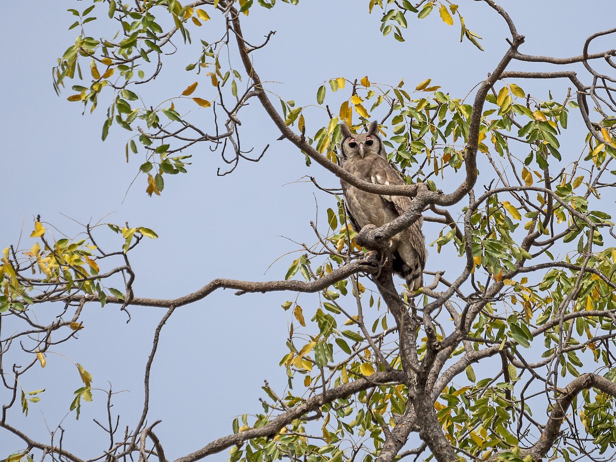 Verreaux's Eagle-Owl - ML611727736