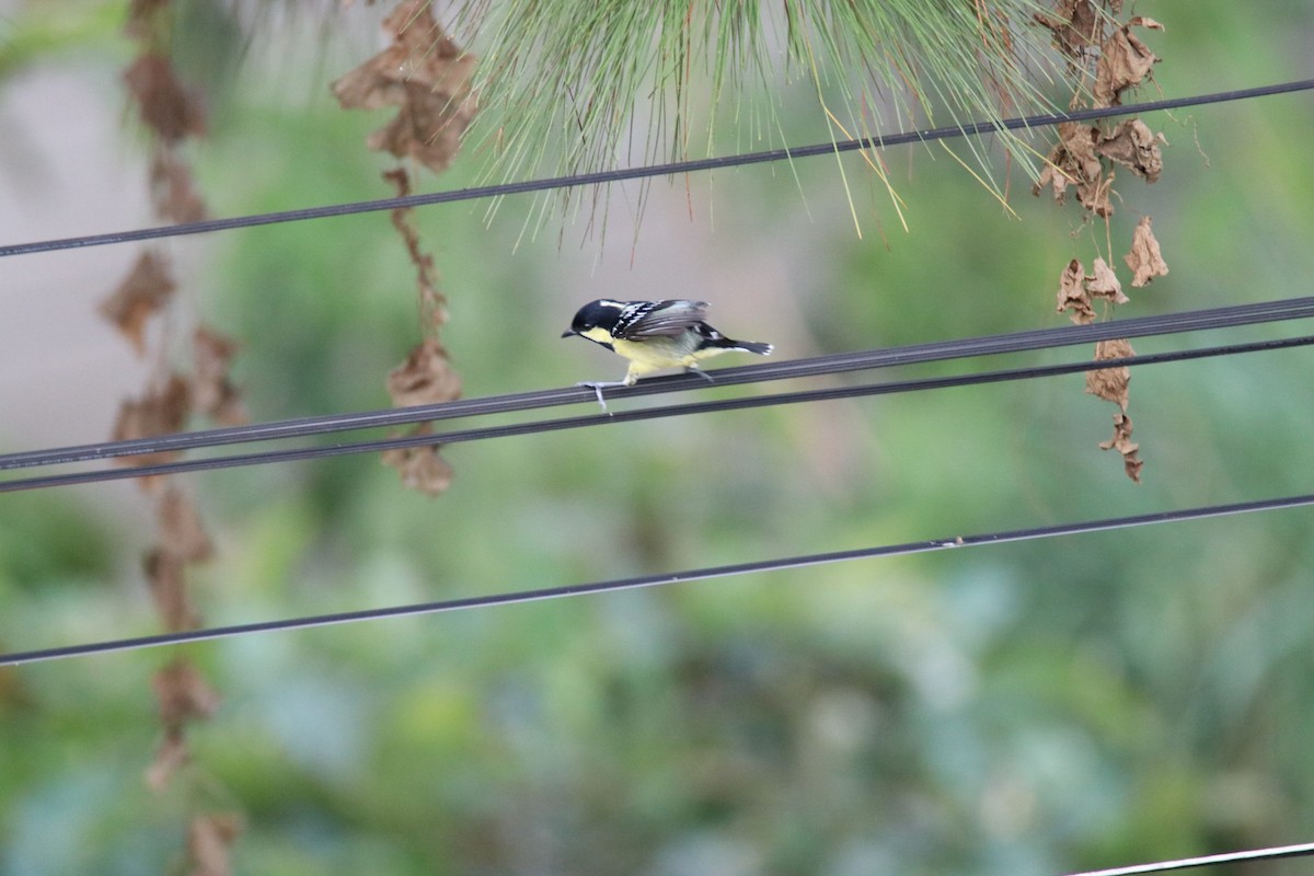 Elegant Tit - Steven Klingler