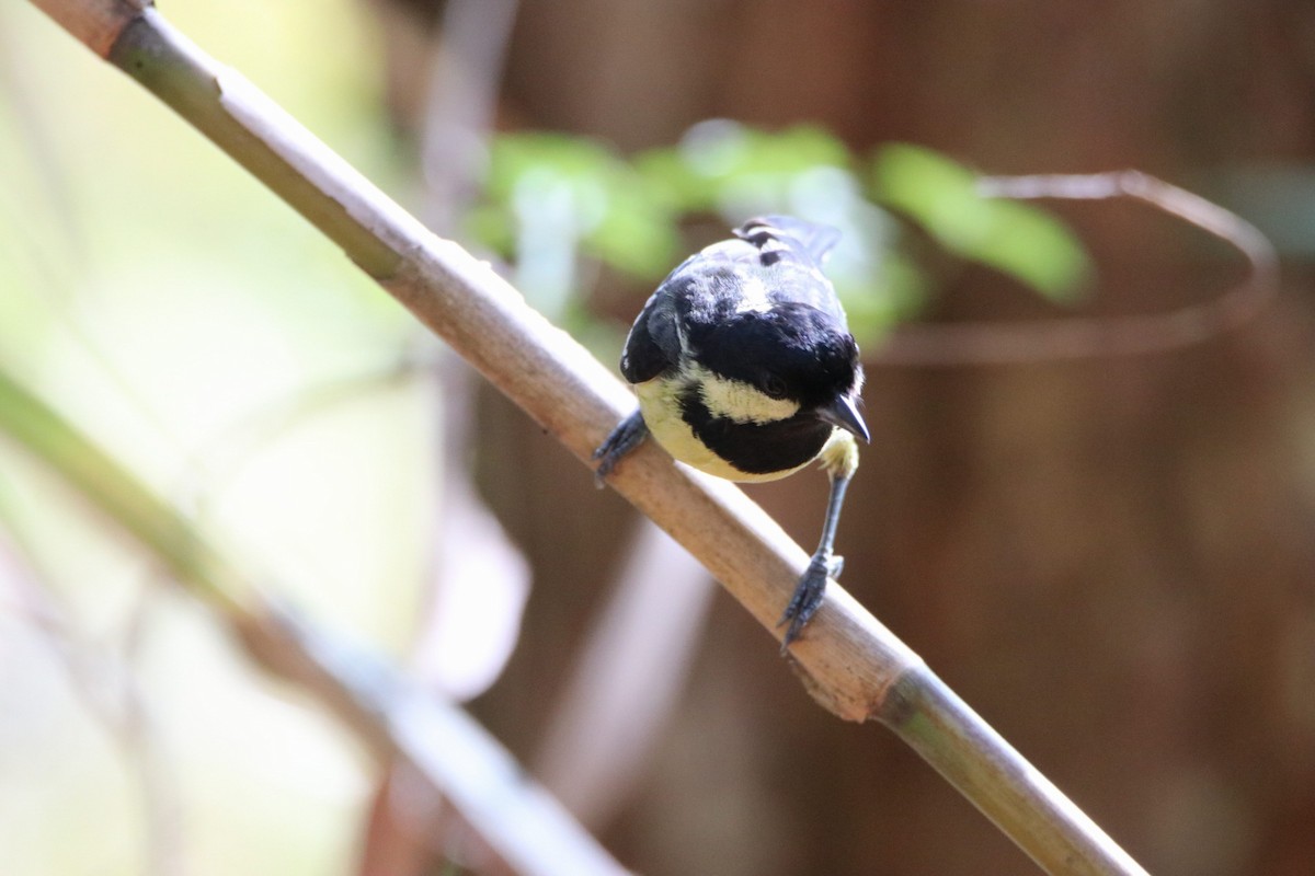 Elegant Tit - Steven Klingler