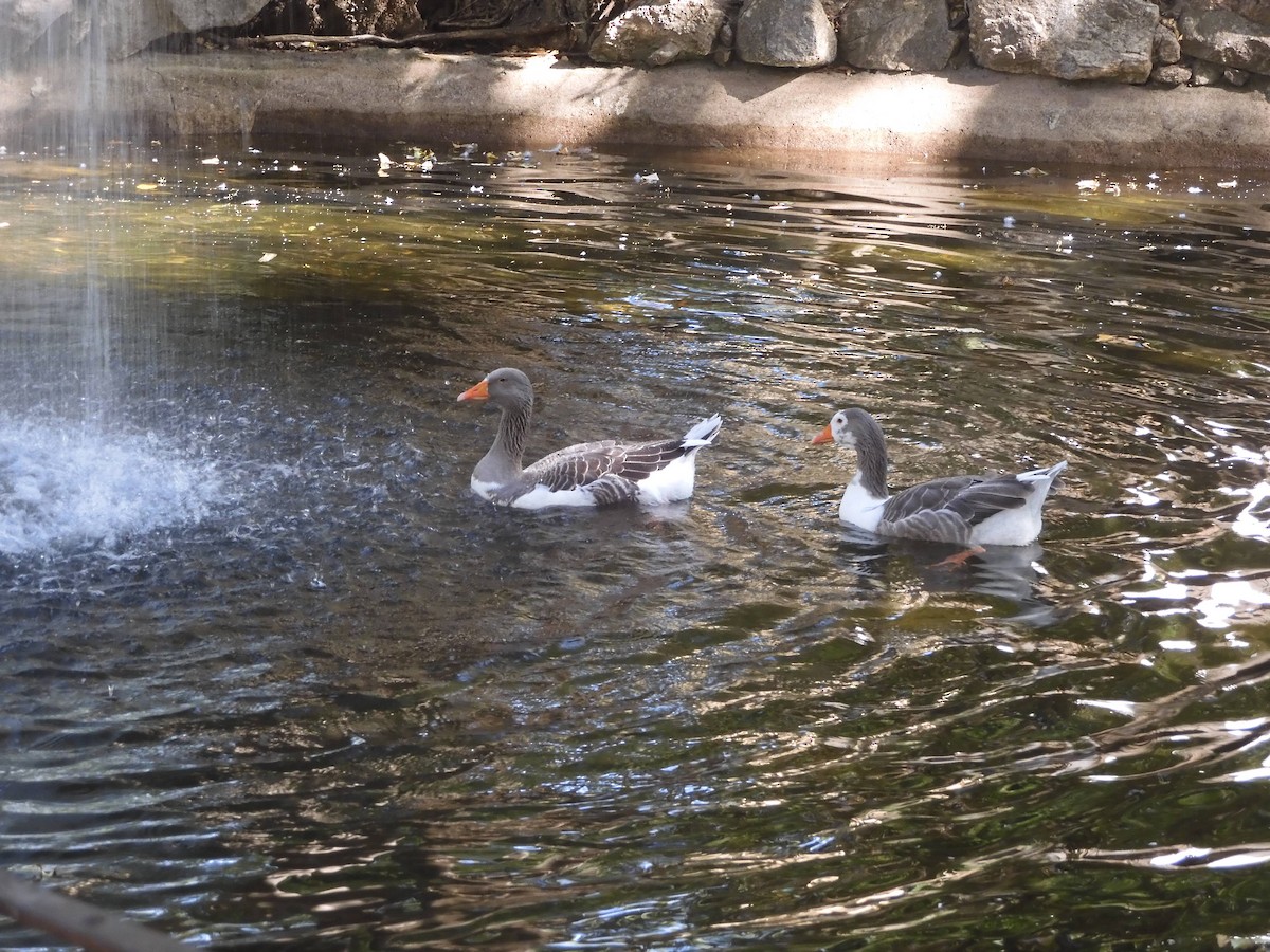 Graylag Goose (Domestic type) - ML611727888