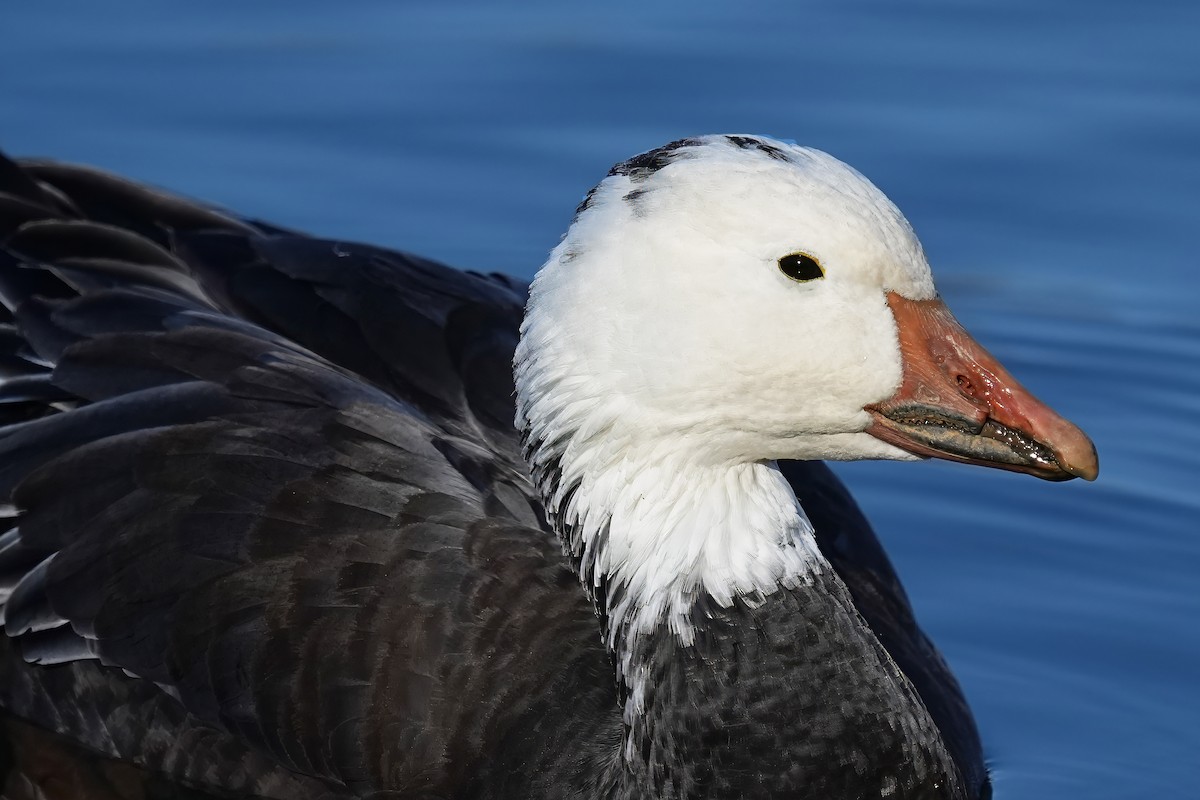 Snow Goose - Alan Lenk