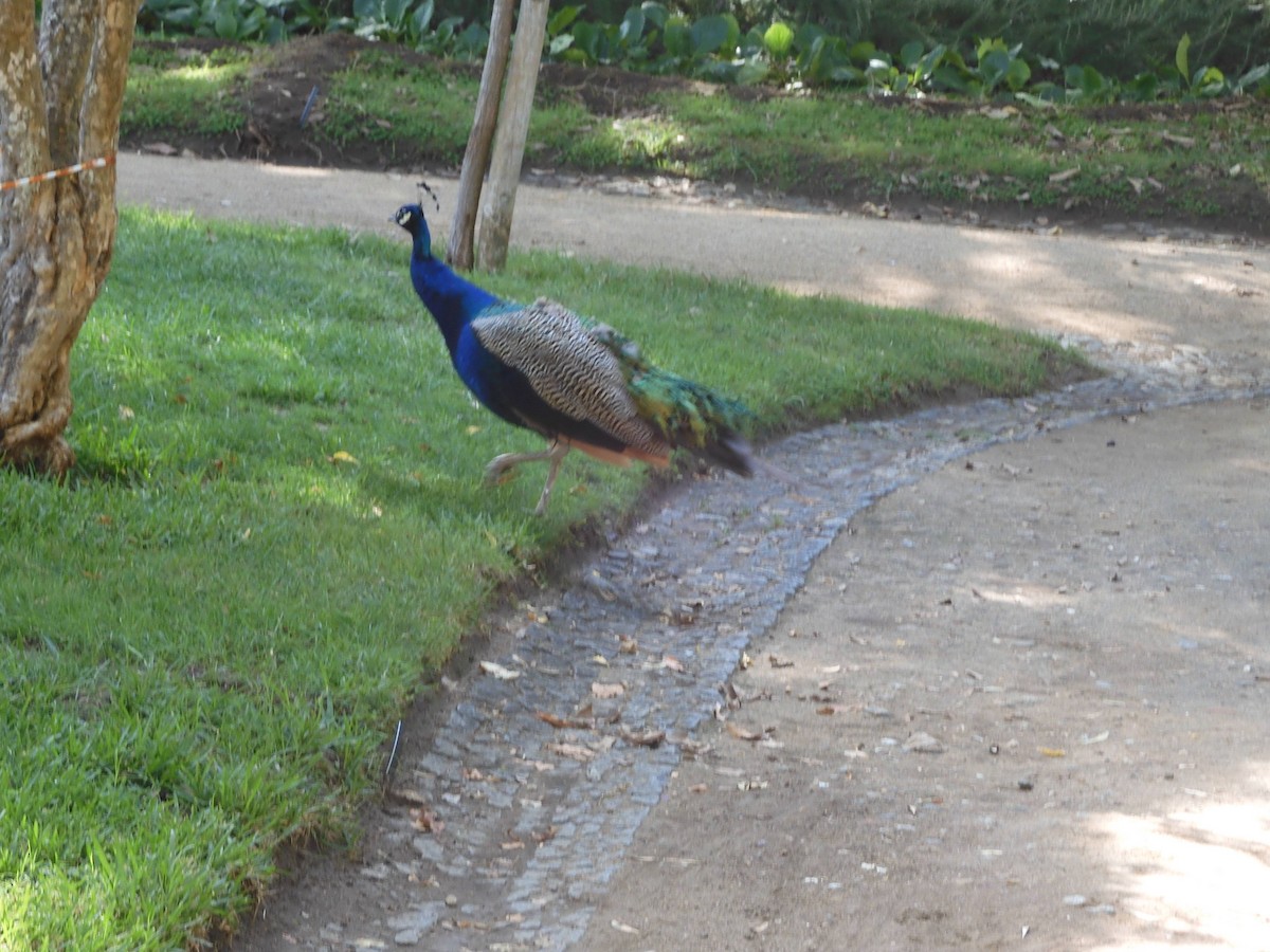 Indian Peafowl - ML611727896