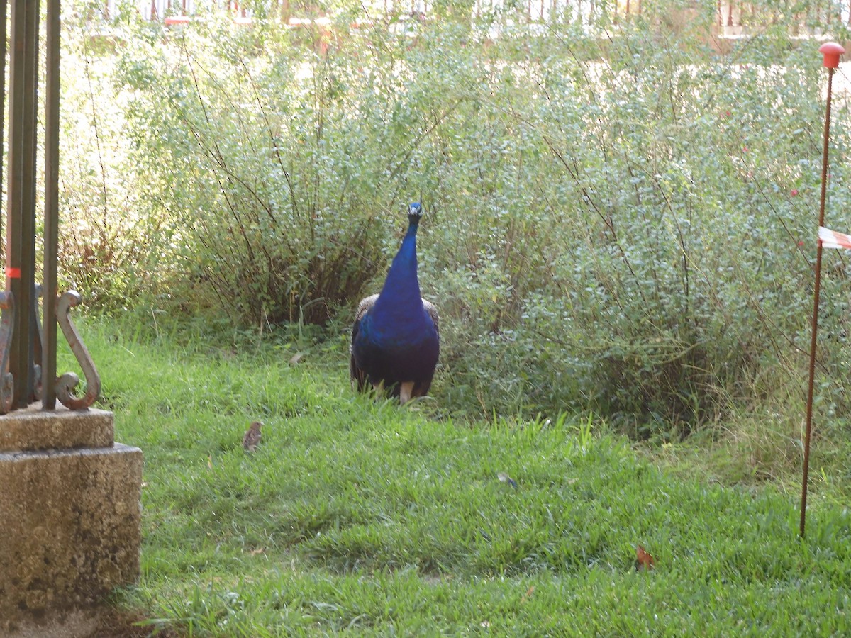 Indian Peafowl - ML611727897