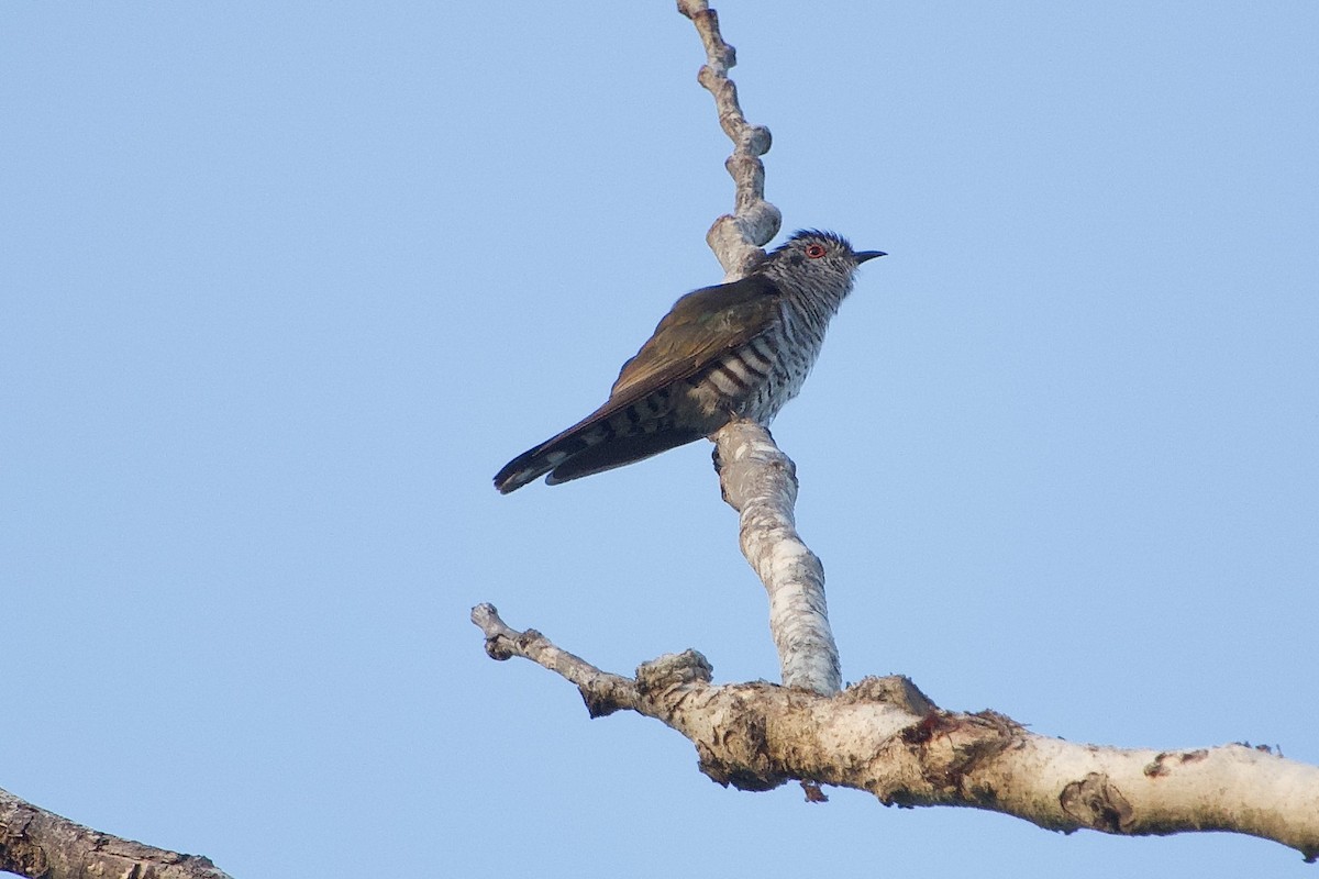 Little Bronze-Cuckoo (Banda) - Craig Robson