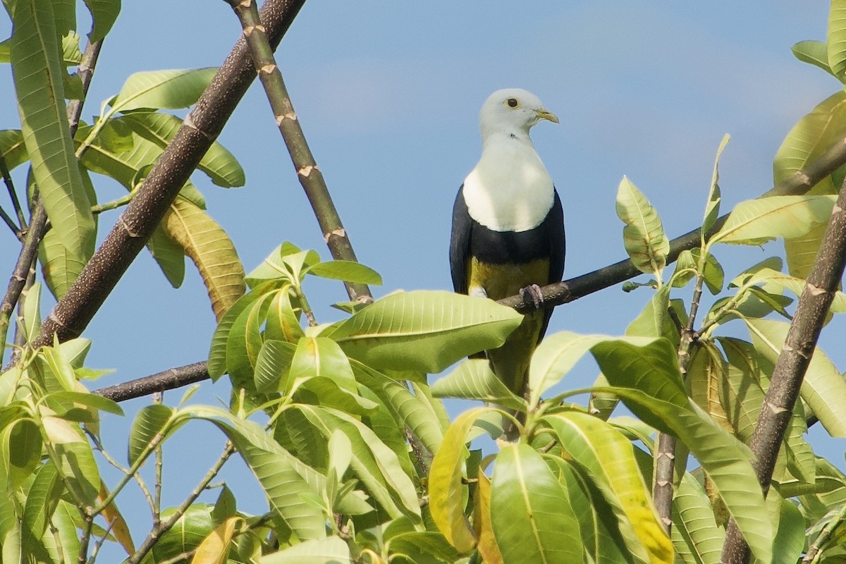 Black-backed Fruit-Dove - ML611728012