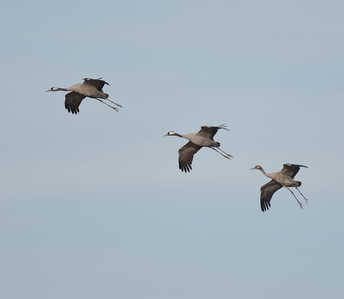 Common Crane - ML611728038