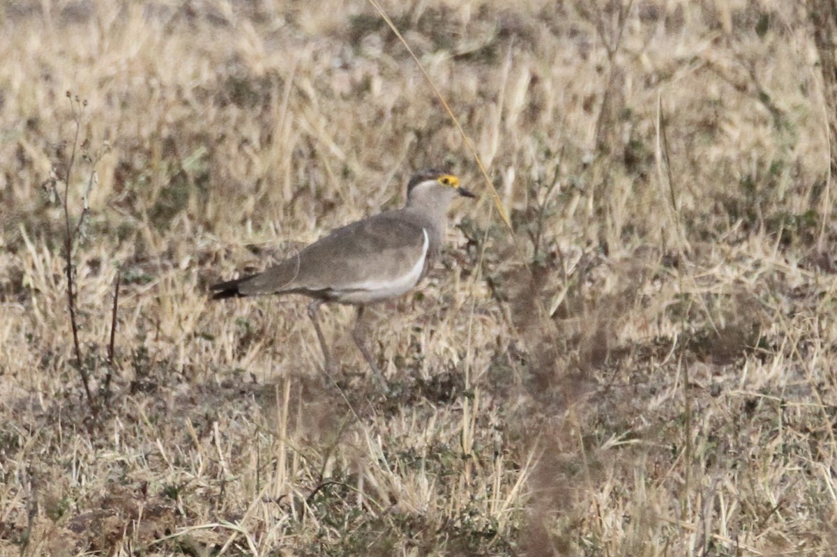 Brown-chested Lapwing - ML611728050