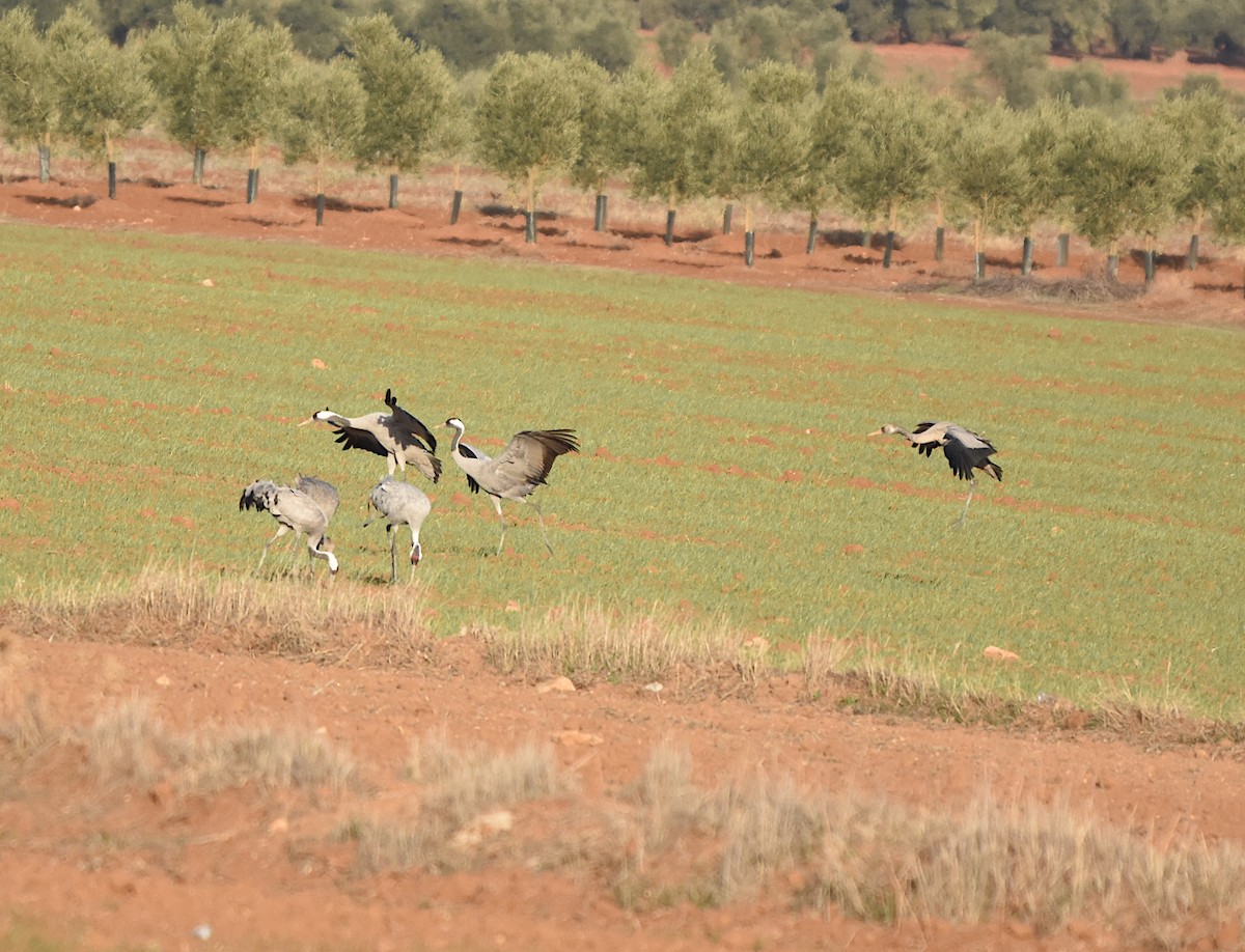 Common Crane - Isabel Gómez Carrasco