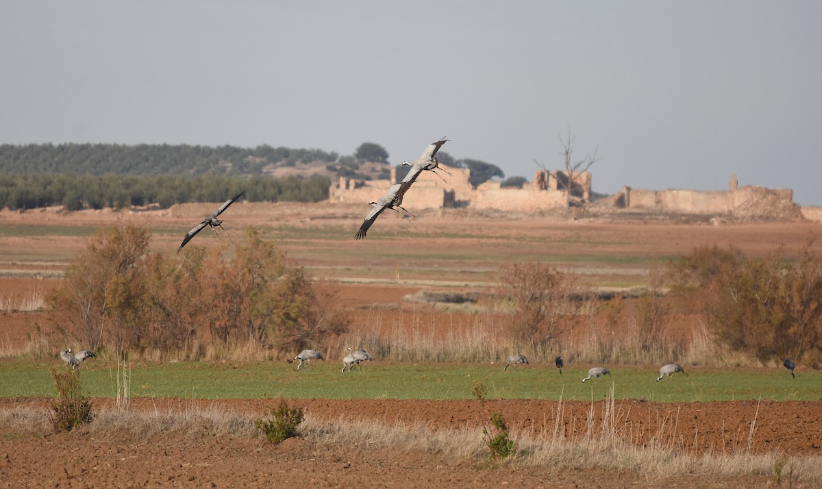 Common Crane - ML611728061