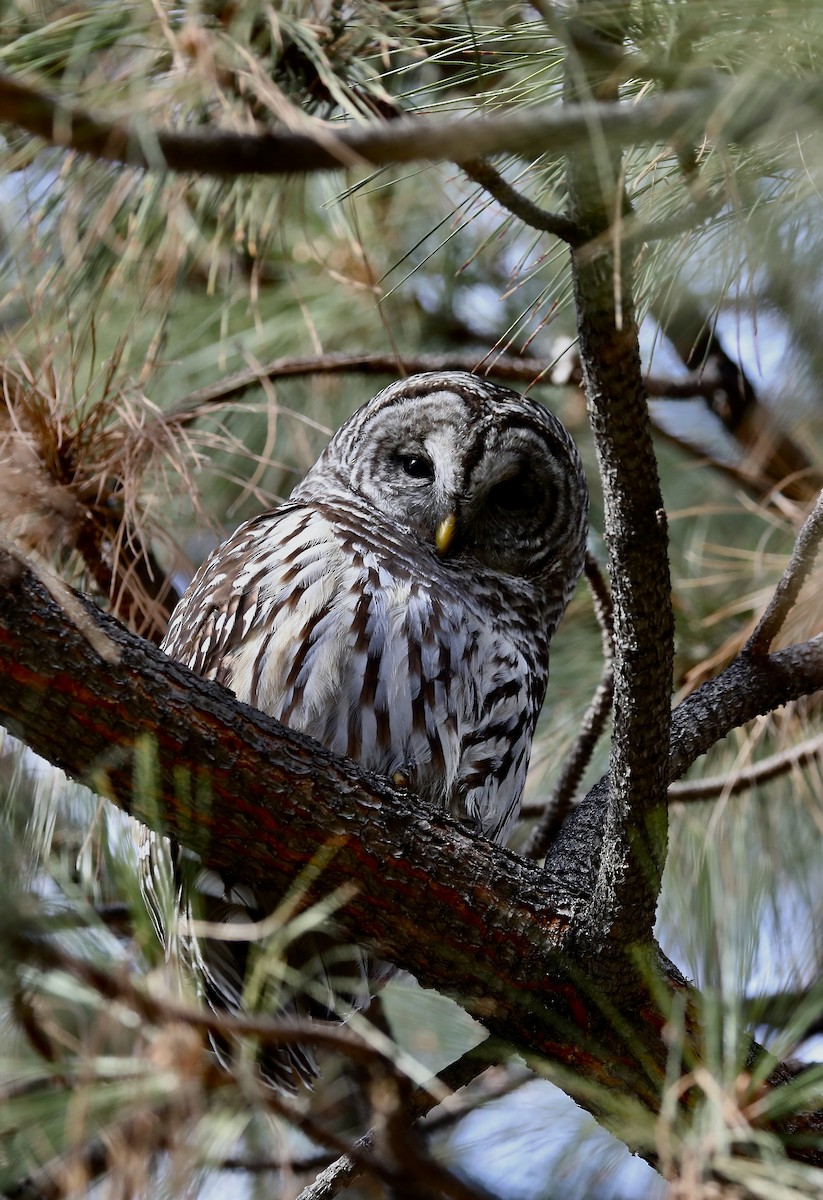 Barred Owl - Rick Vetter