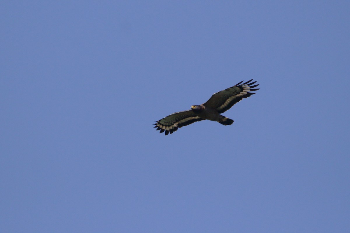 Crested Serpent-Eagle - ML611728144