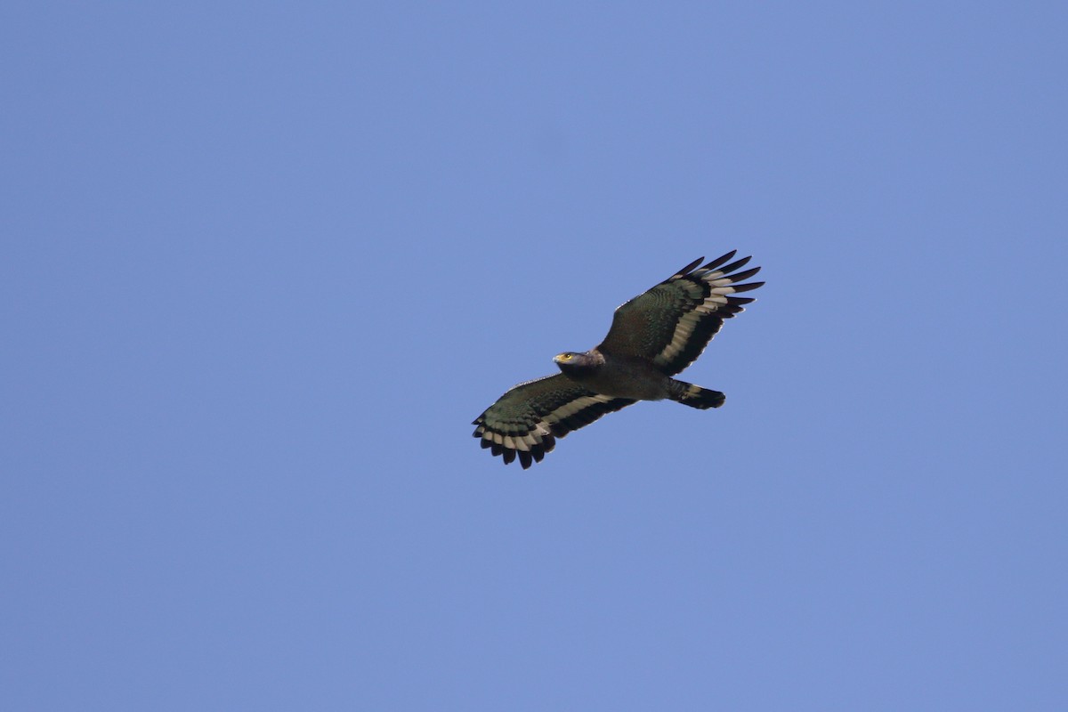 Crested Serpent-Eagle - ML611728145