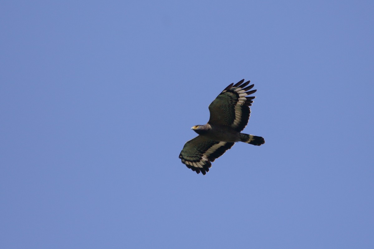 Crested Serpent-Eagle - ML611728146