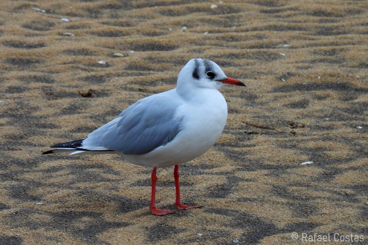 Black-headed Gull - ML611728159