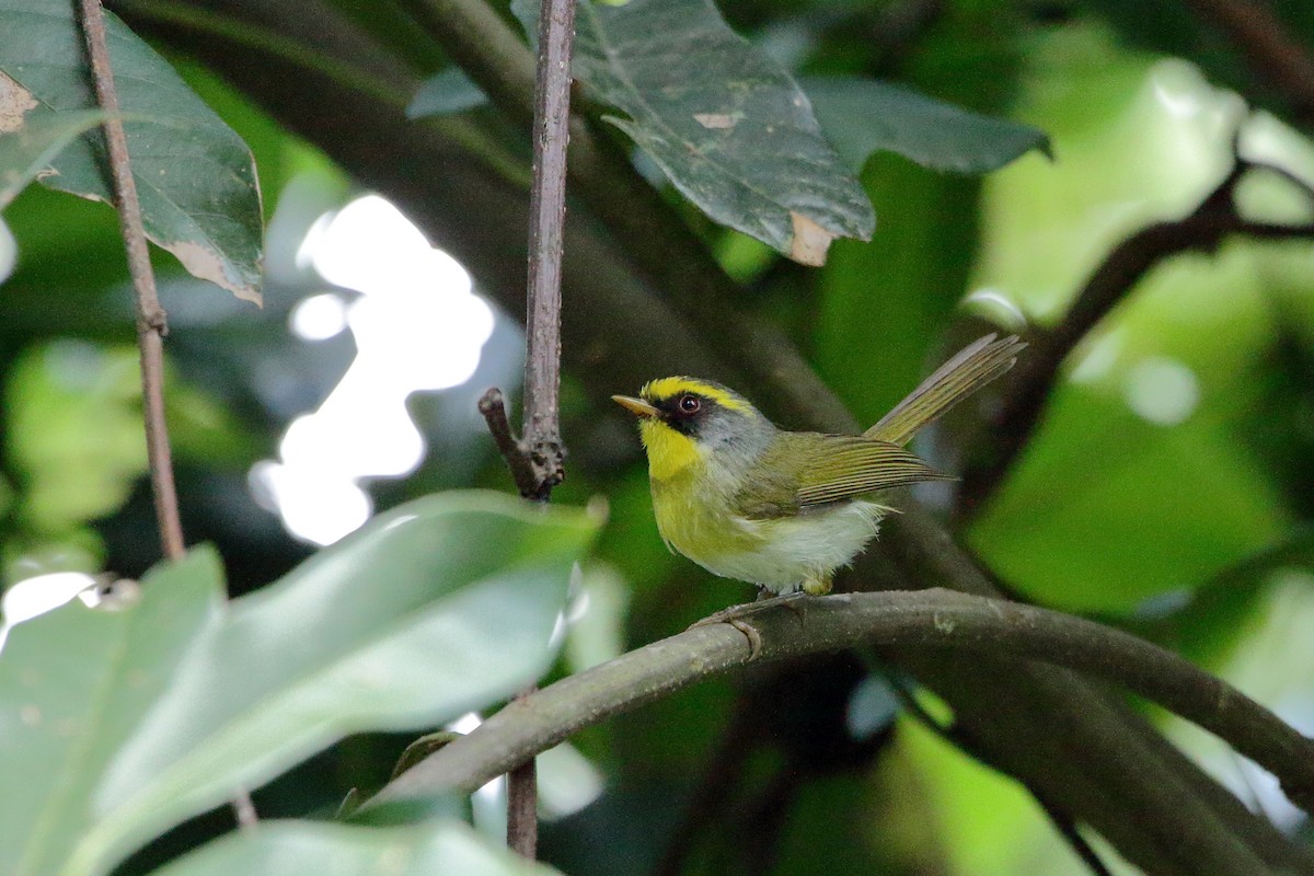 Black-faced Warbler - ML611728187