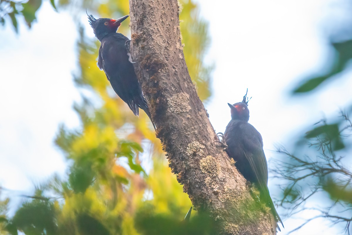 Magellanic Woodpecker - ML611728204