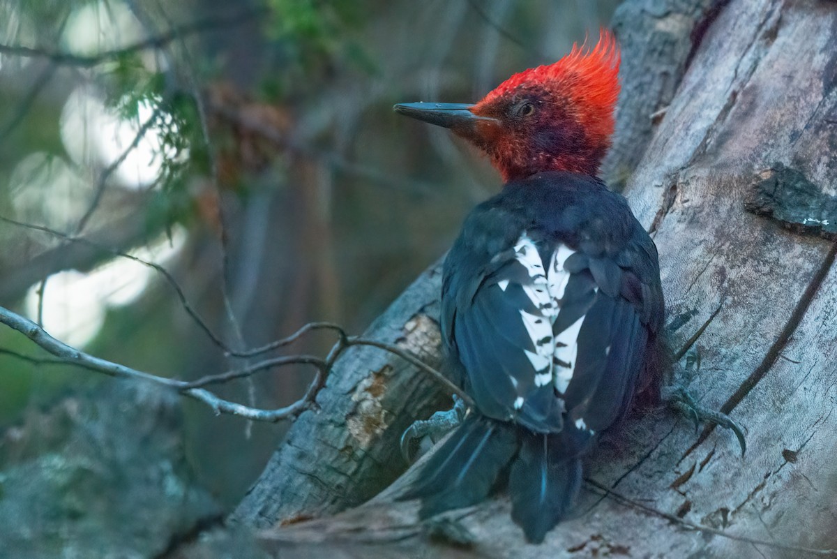 Magellanic Woodpecker - ML611728207