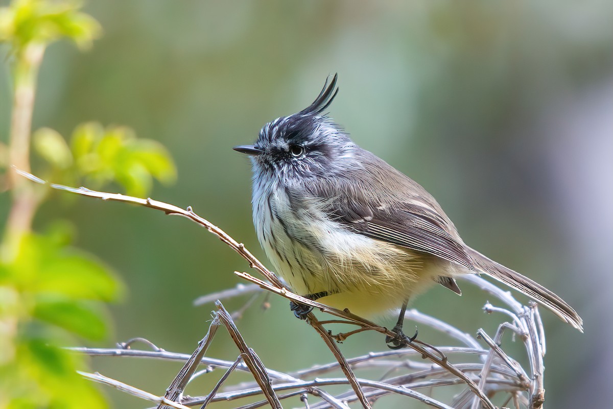 Tufted Tit-Tyrant - Jaap Velden