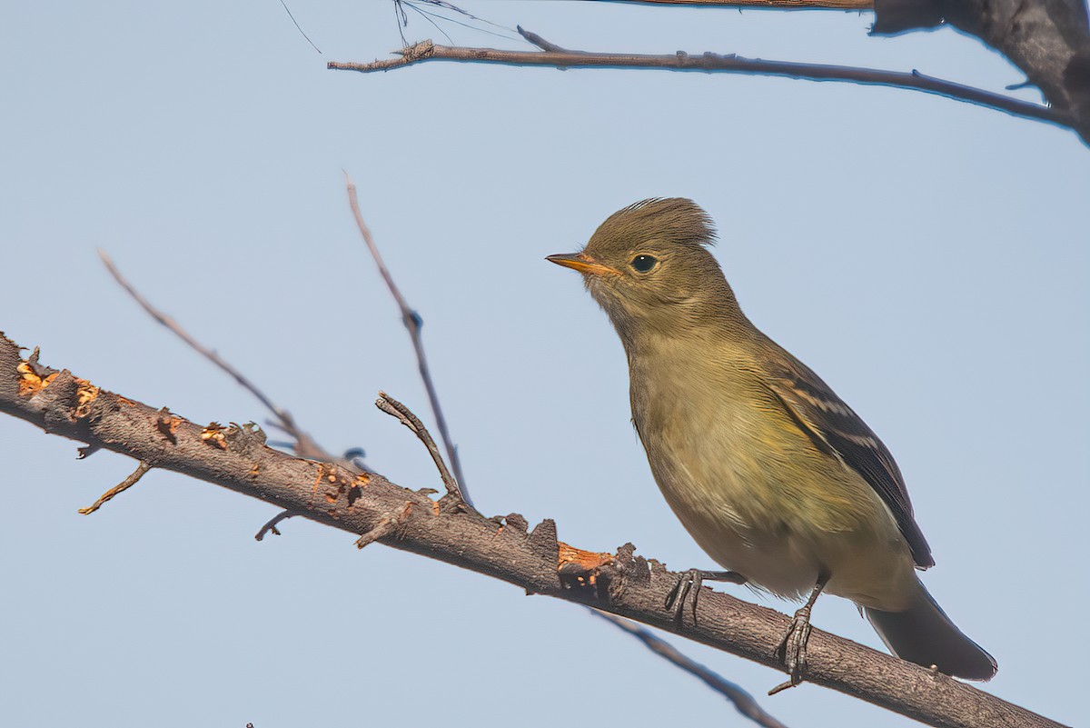 White-crested Elaenia - Jaap Velden