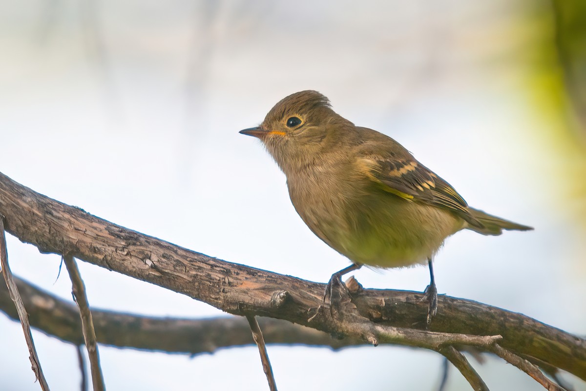 White-crested Elaenia - Jaap Velden