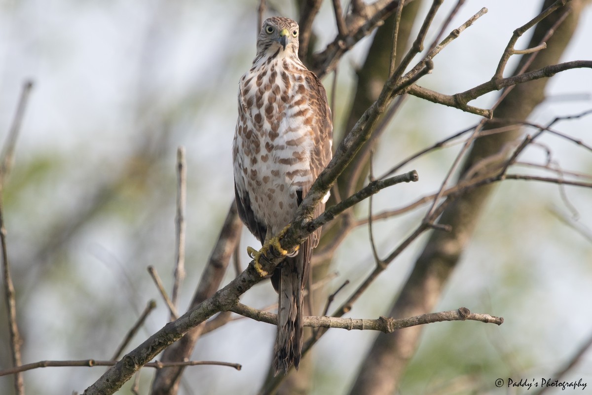 Shikra - ML611728311
