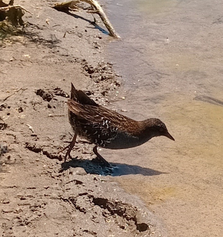 chřástal argentinský - ML611728312