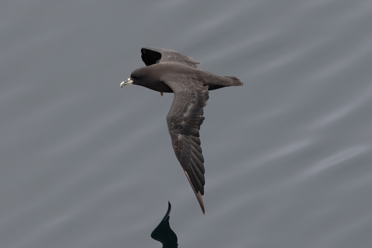 White-chinned Petrel - ML611728317