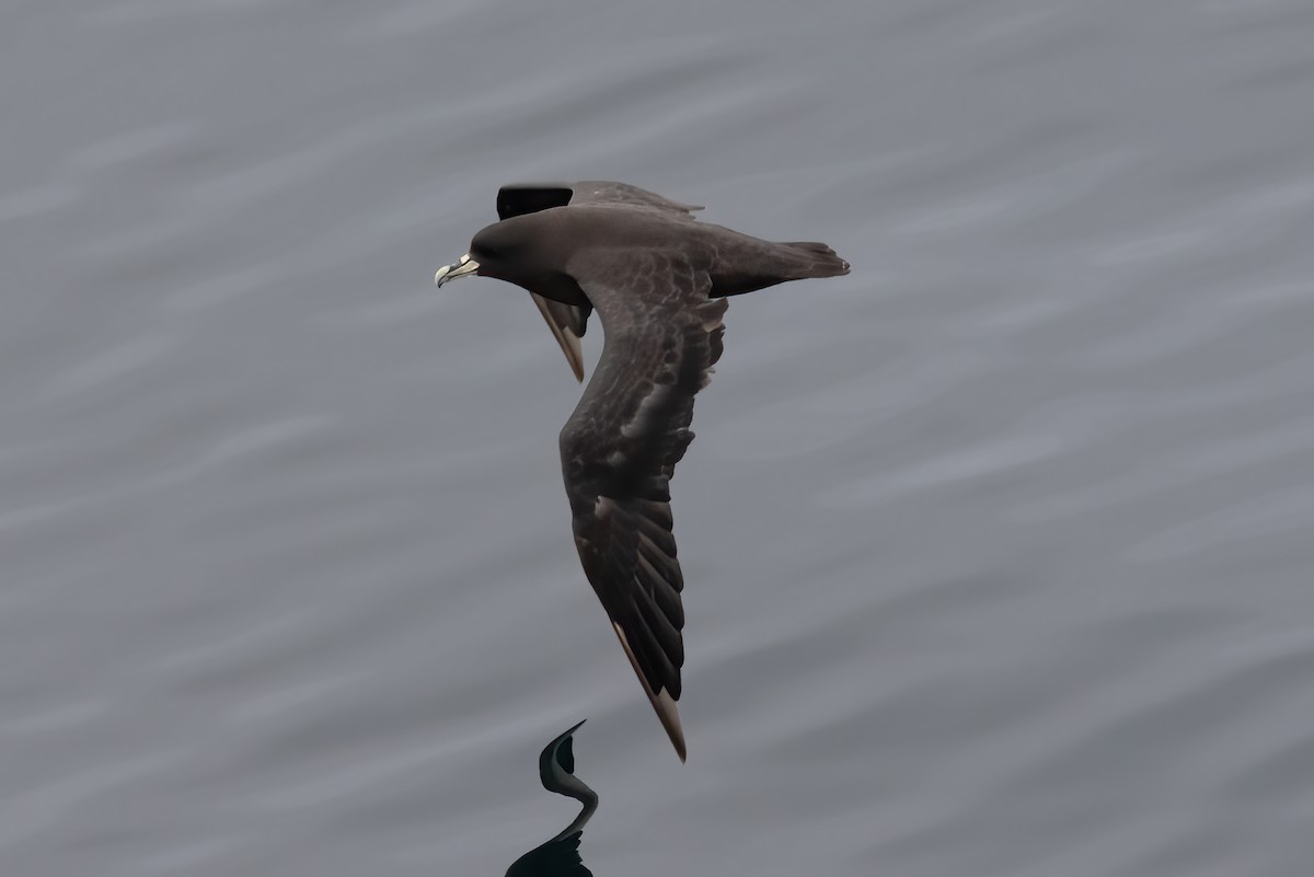 Puffin à menton blanc - ML611728318