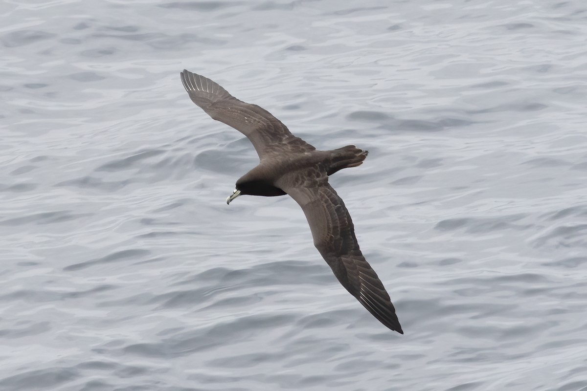 White-chinned Petrel - ML611728324