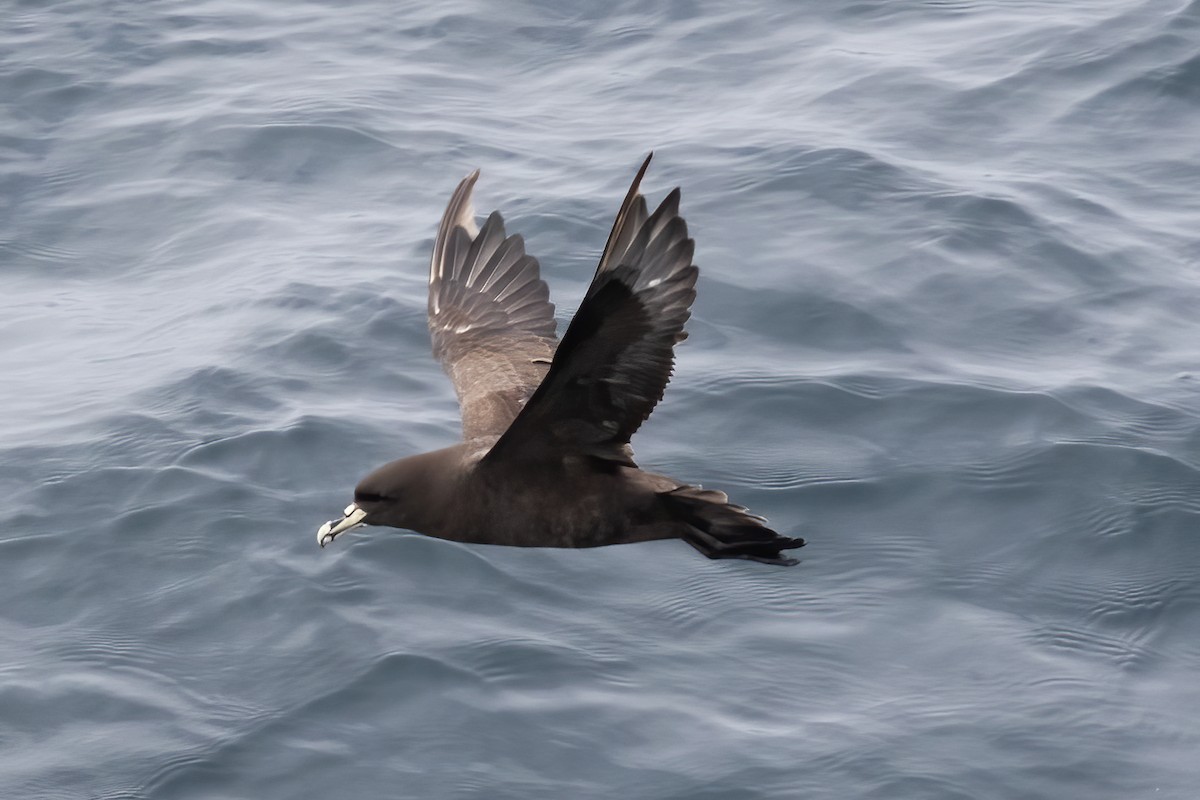 White-chinned Petrel - Gary Rosenberg