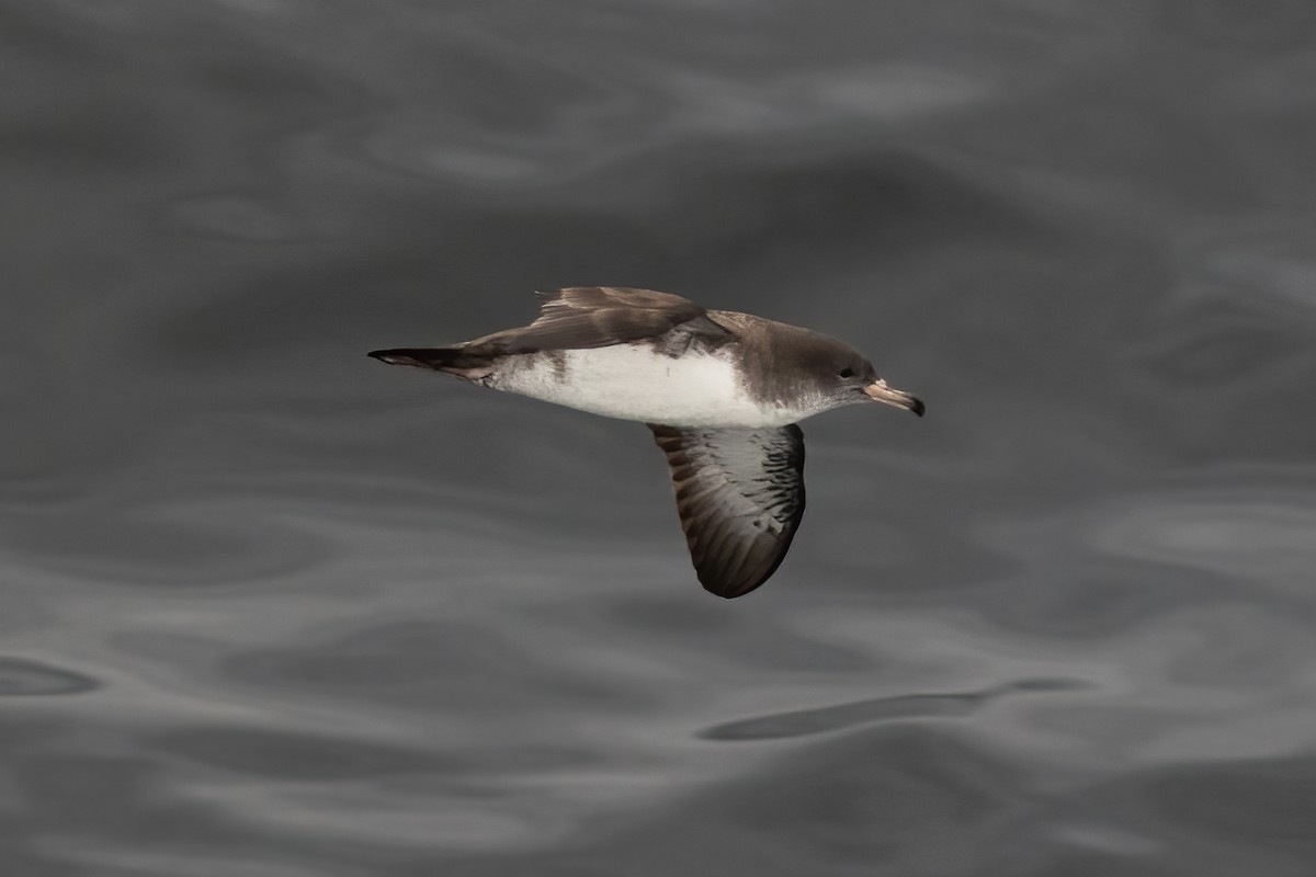 Pink-footed Shearwater - ML611728349
