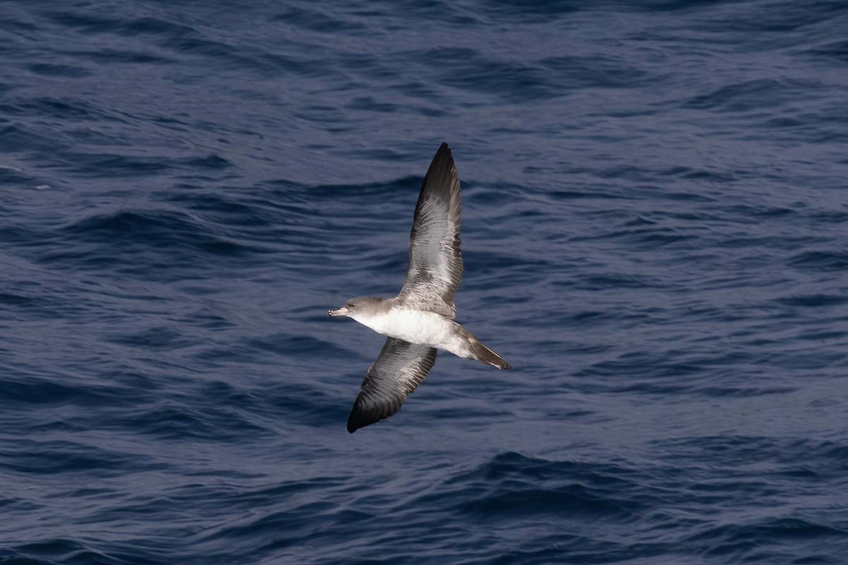 Pink-footed Shearwater - ML611728350