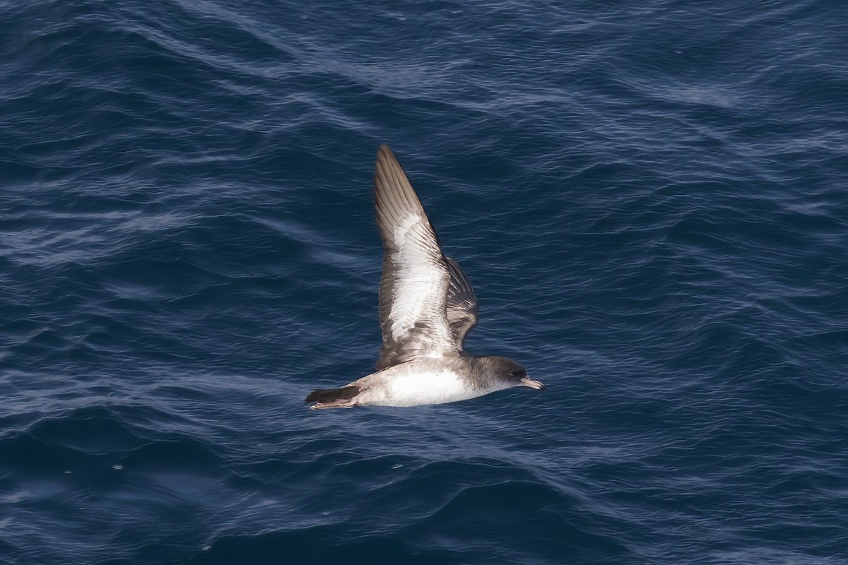 Pink-footed Shearwater - ML611728351