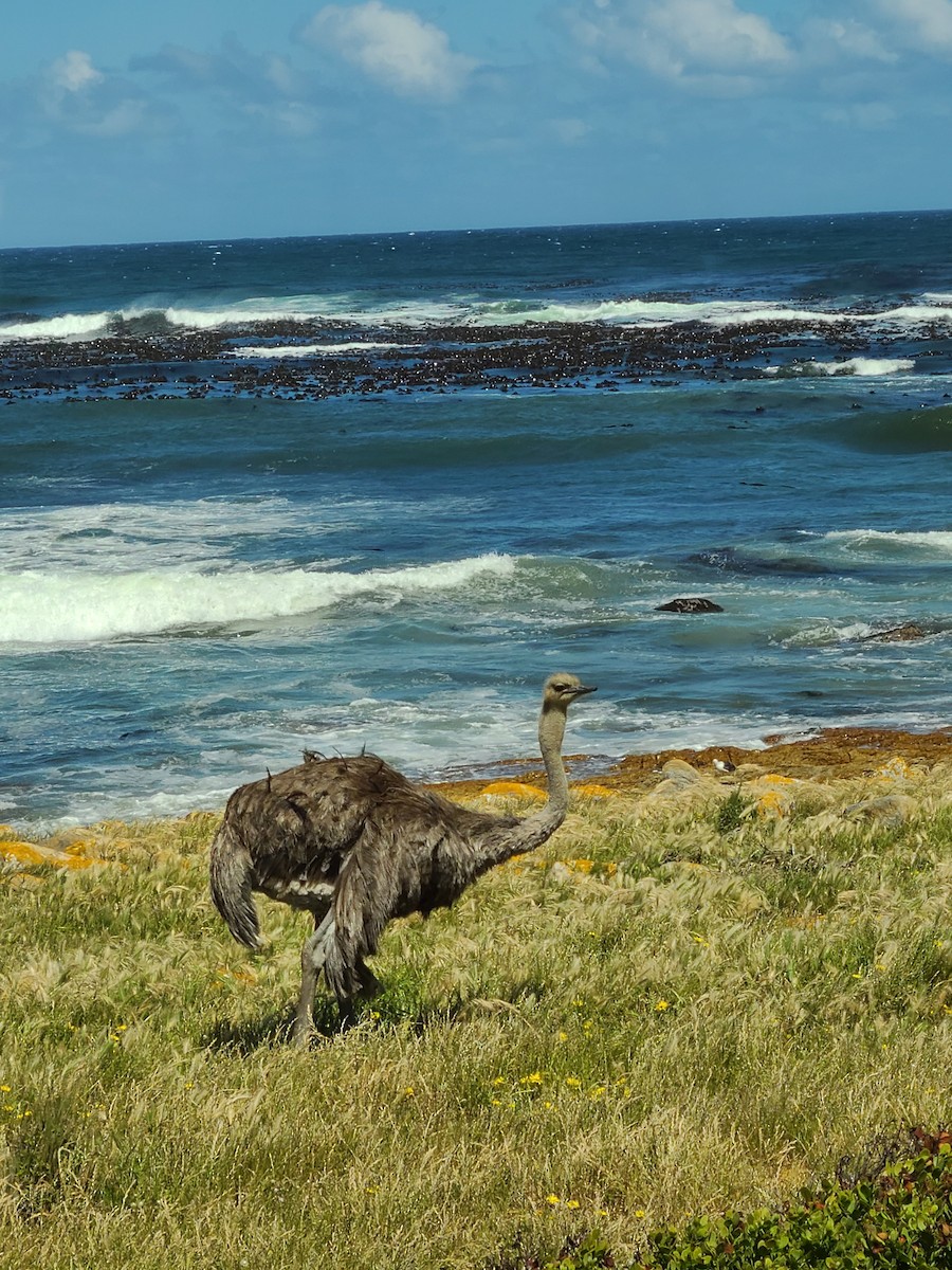 Common Ostrich - ML611728440