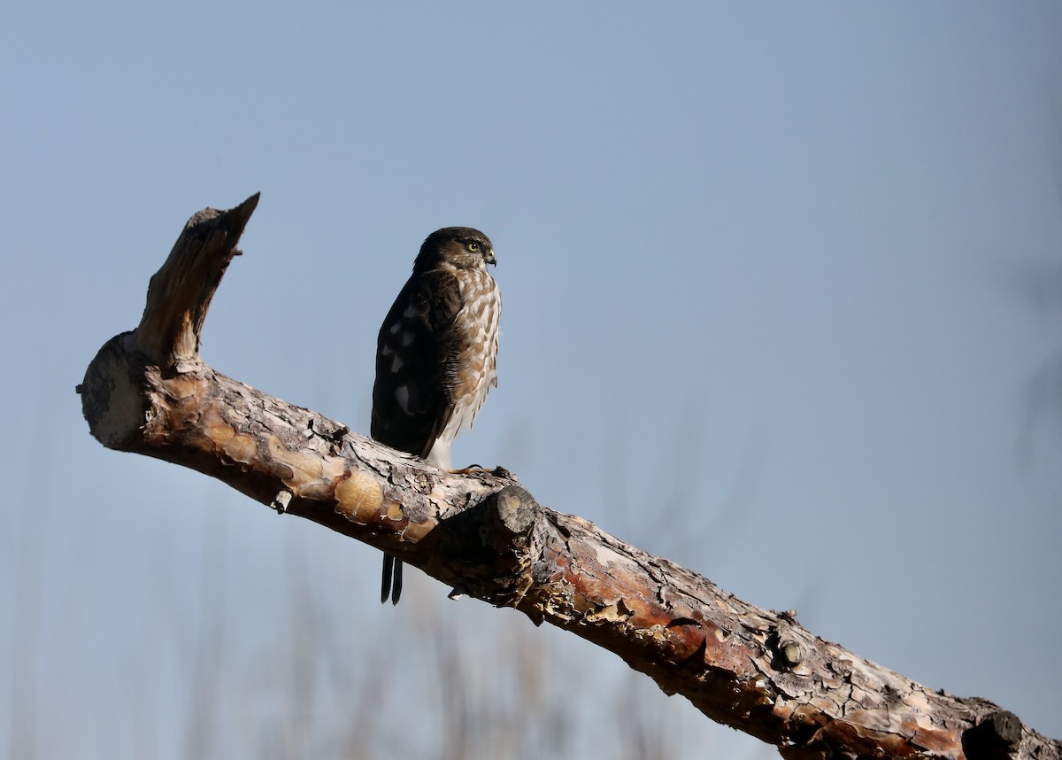 Sharp-shinned Hawk - Rick Vetter