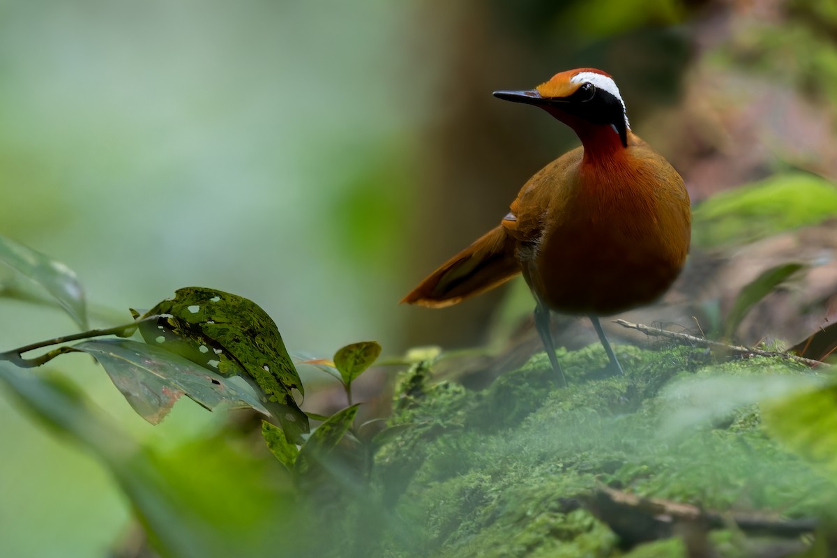 Malaysian Rail-babbler - ML611728637