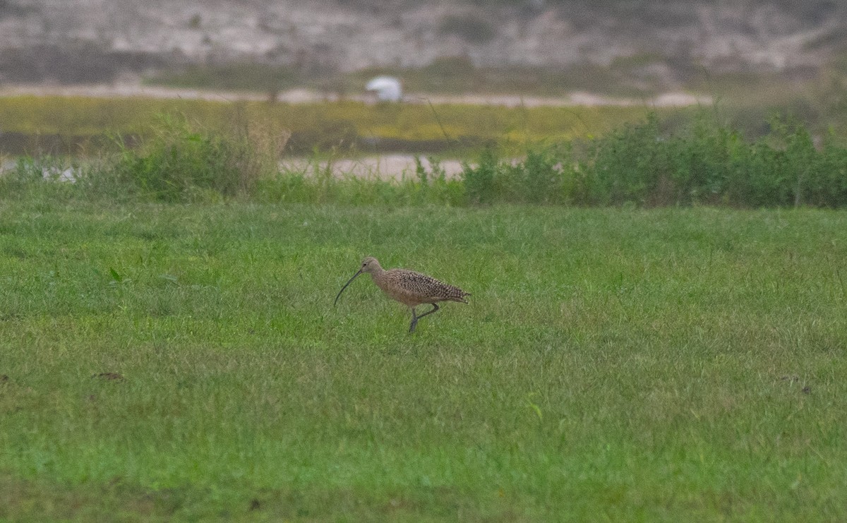 Long-billed Curlew - ML611728642