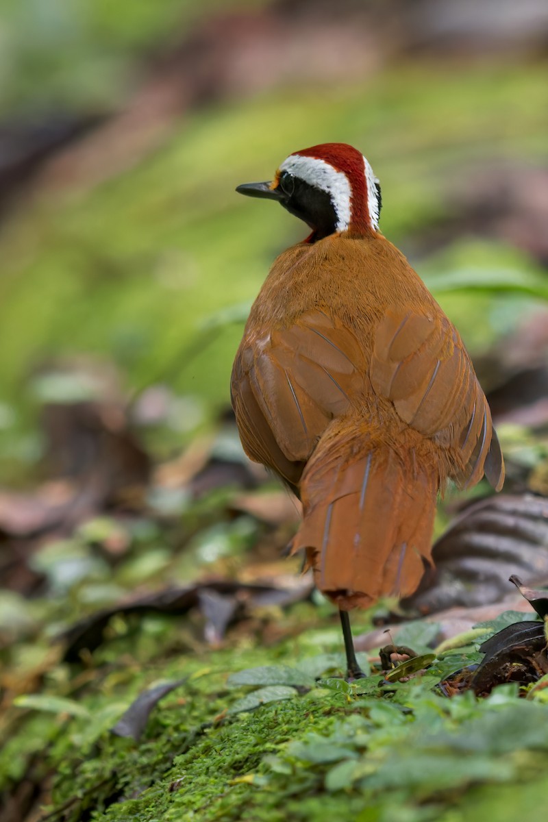 Malaysian Rail-babbler - ML611728651