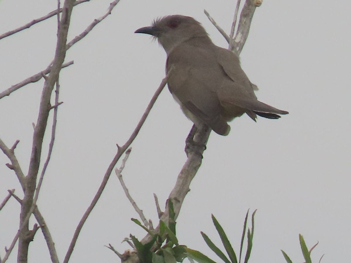 Ash-colored Cuckoo - ML611728658