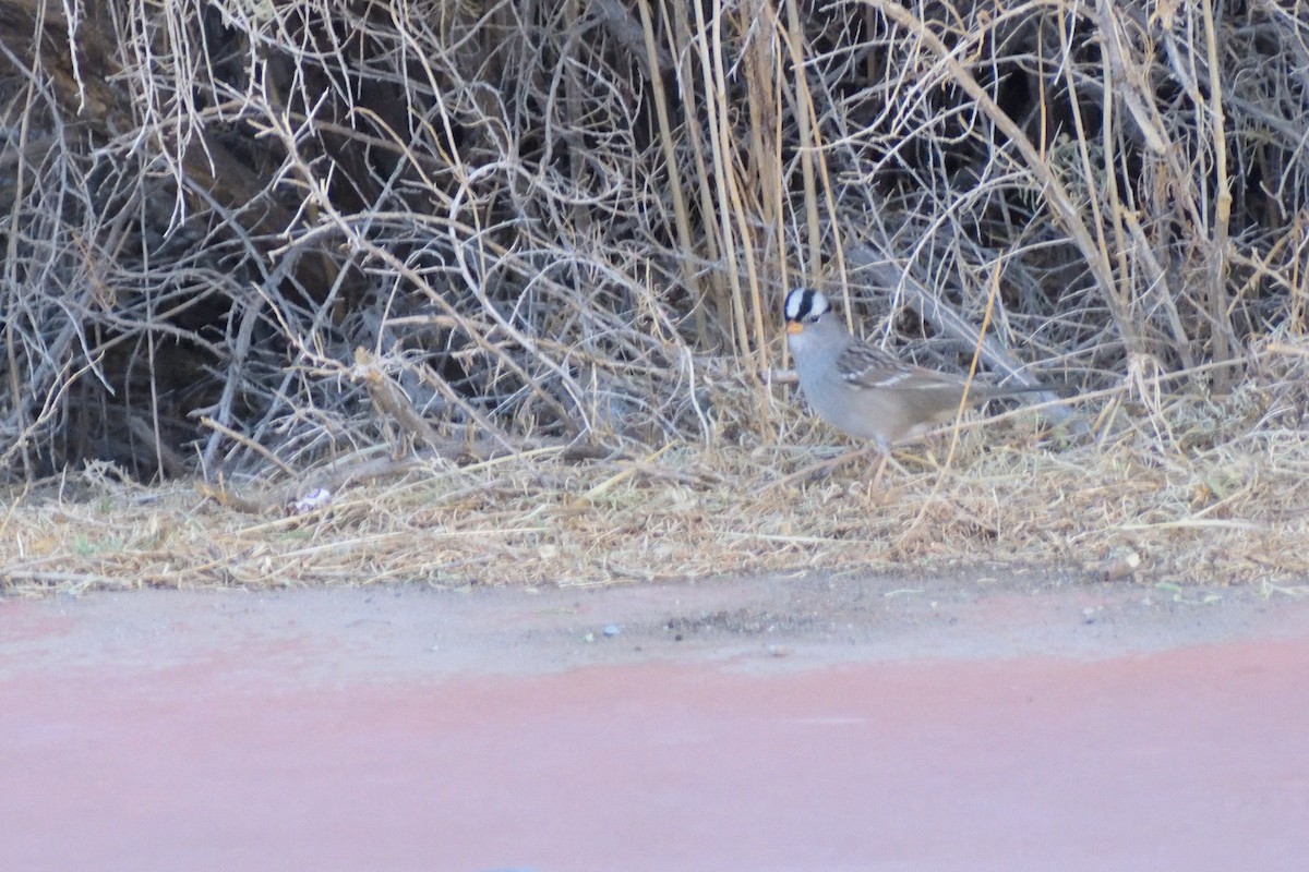 White-crowned Sparrow - ML611728698