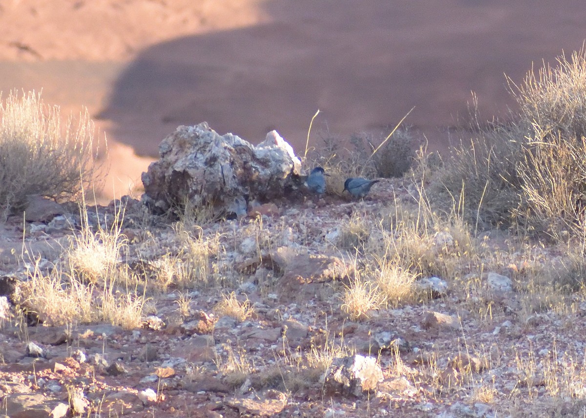 Pinyon Jay - ML611728719