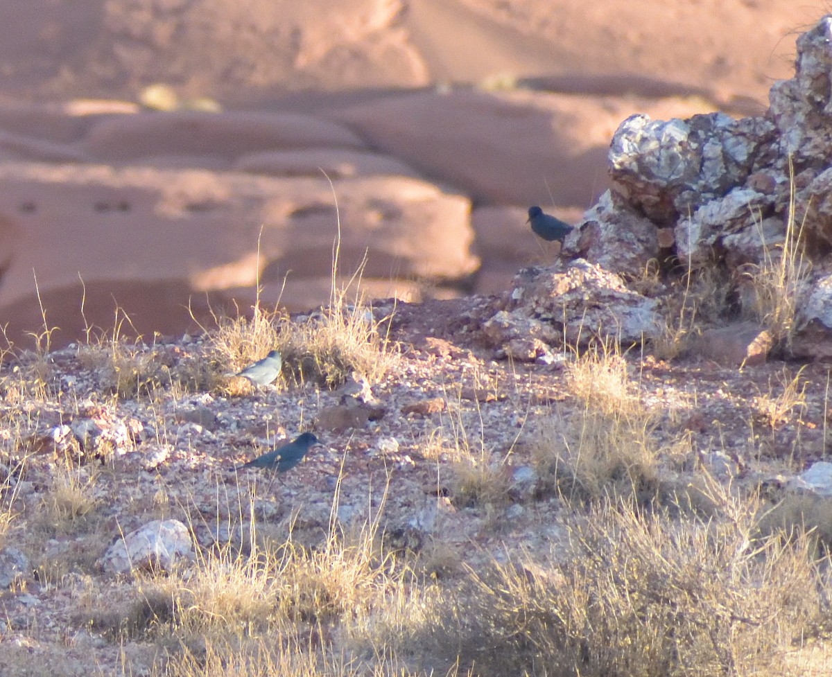 Pinyon Jay - ML611728720