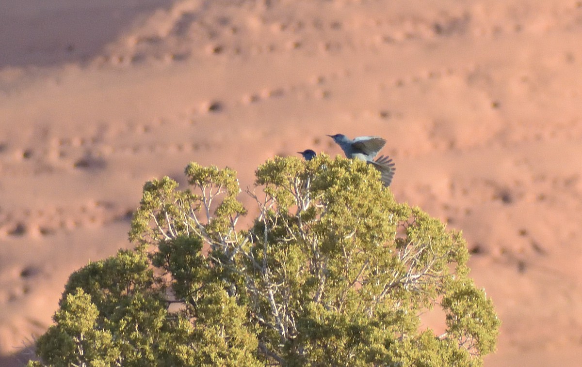 Pinyon Jay - ML611728723