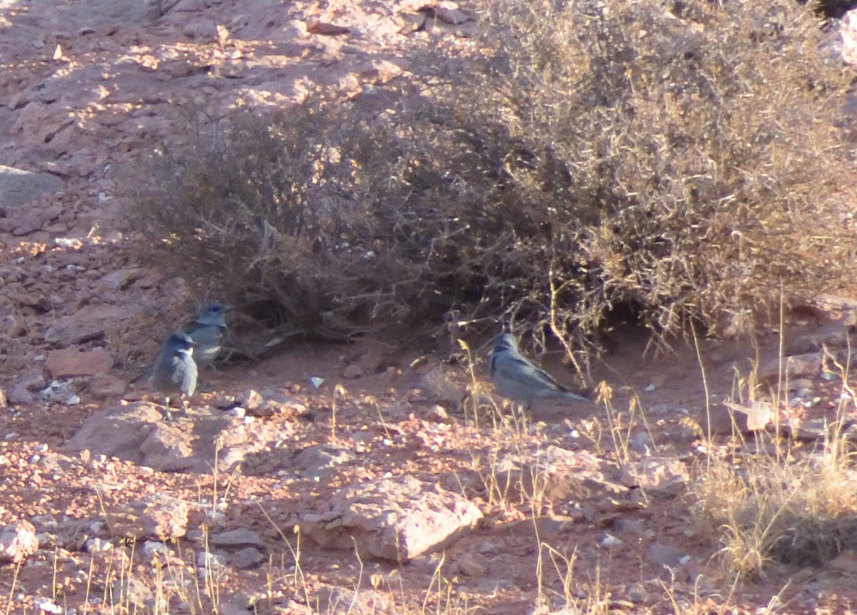 Pinyon Jay - ML611728731