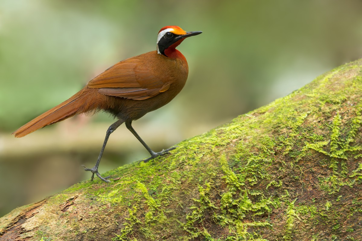 Malaysian Rail-babbler - ML611728753