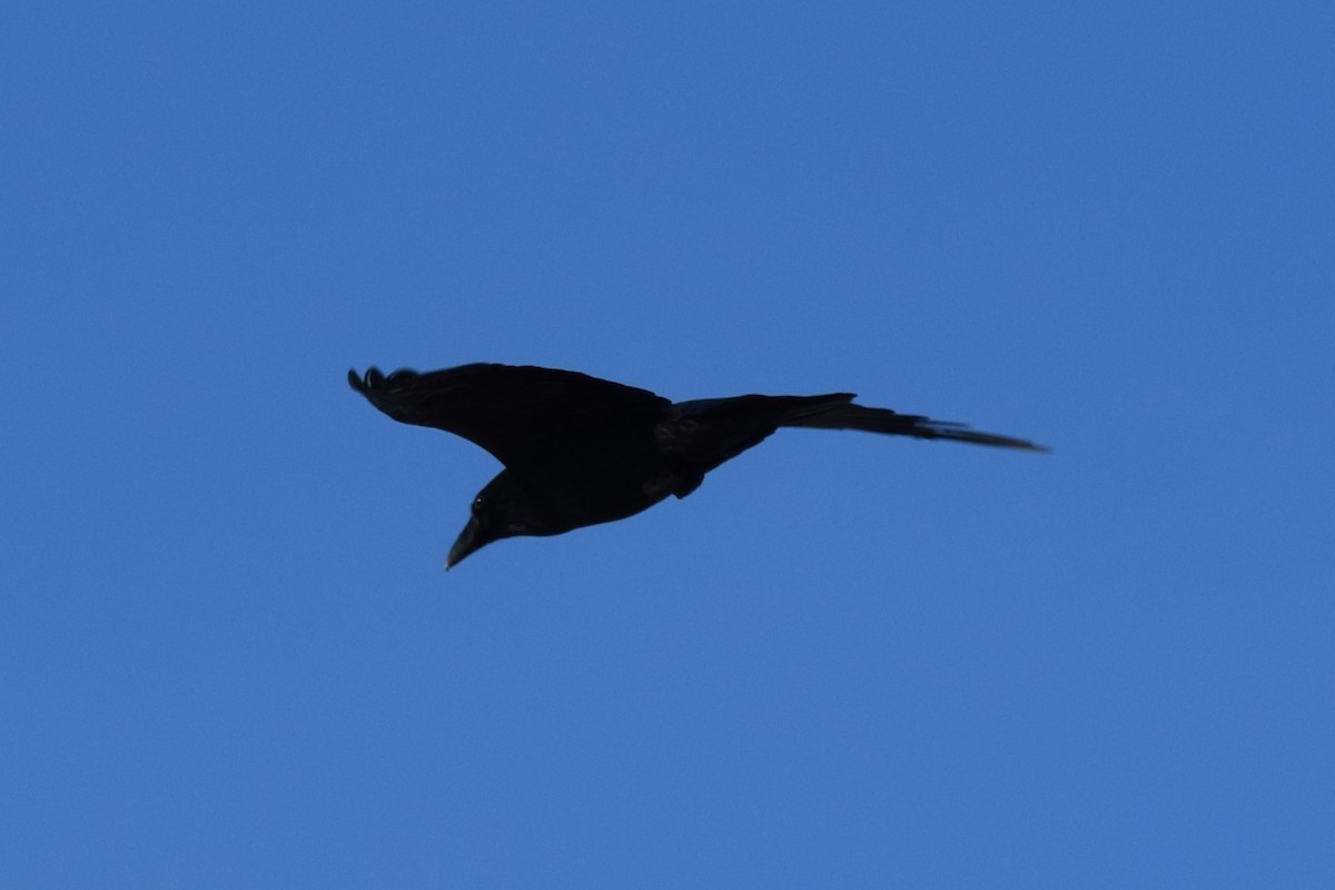 Common Raven - ML611728827