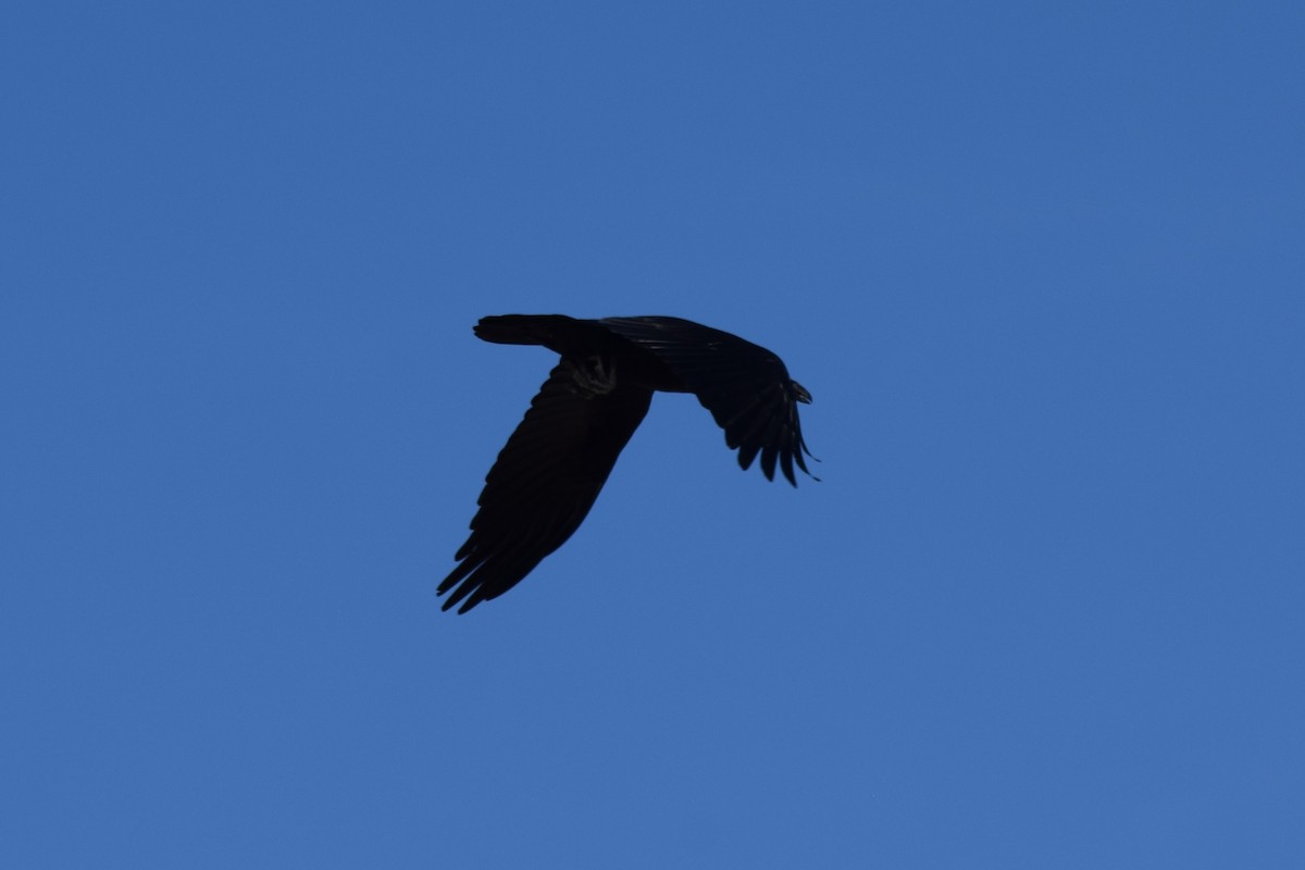 Common Raven - ML611728828